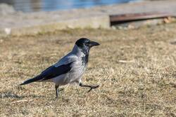 Crow Bird Walking HD