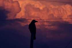 Crow During Sunset Bird Wallpaper