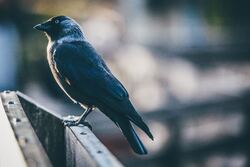 Crow Sitting On A Metal Ramp