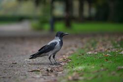 Crow Standing Near Grass