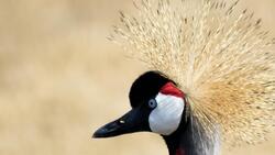 Crowned Crane Bird HD Wallpaper