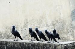 Crows Bird in Snowy Weather Photo