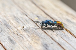 Cuckoo Wasps Insect Photo