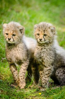 Cute Babies of Cheetah Pics