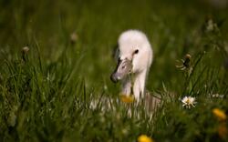 Cute Baby Duck in Green Grass