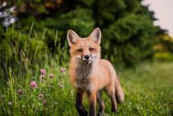 Cute Baby Fox