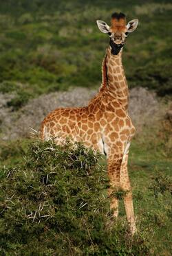 Cute Baby Giraffe