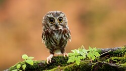 Cute Baby Owl Bird