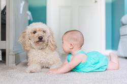 Cute Baby Playing with Doggy