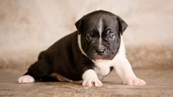 Cute Black and White Puppy