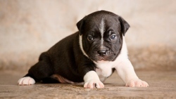 Cute Black and White Puppy