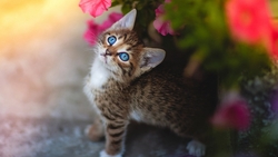 Cute Blue Eye Cat Kitten HD Wallpaper