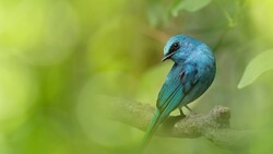 Cute Blue Sparrow