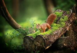 Cute Brown Squirrel on The Wood Portrait Photography