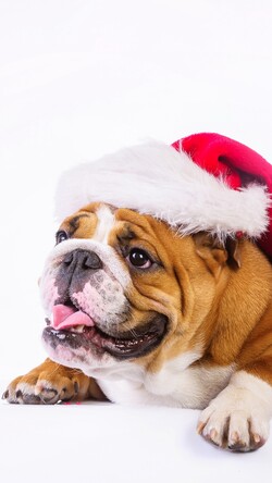 Cute Bulldog Dog Wearing Christmas Hat