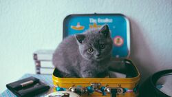 Cute Cat Baby in Suitcase 4K