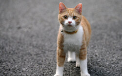 Cute Cat on Road