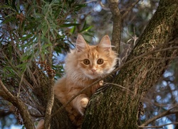 Cute Cat on Tree