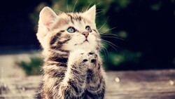 Cute Cat Praying