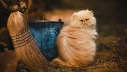 Cute Cat Sitting Near Dustbean HD Wallpaper