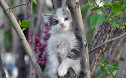Cute Cat Sitting On A Tree