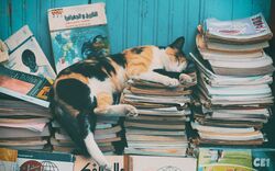 Cute Cat Sleeping on Books