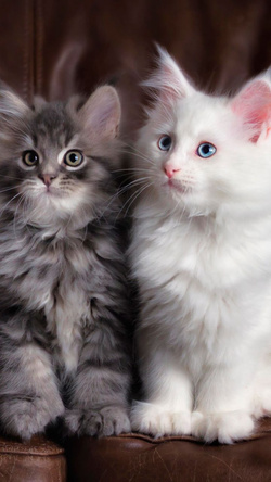 Cute Cat Twins