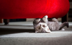 Cute Cat Under The Sofa