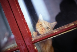 Cute Cat Watching Through The Window