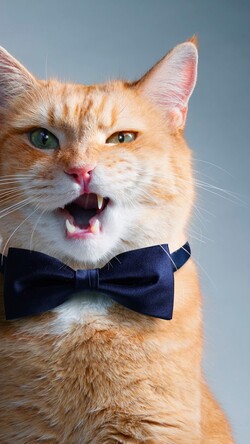 Cute Cat With Bow Tie