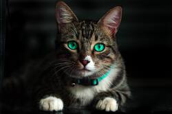 Cute Cat With Green Eye and Green Belt