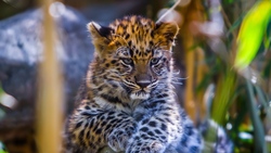 Cute Cheetah Baby Wild Photography