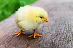 Cute Chicks Image
