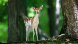 Cute Deer Baby HD Wallpaper