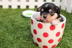 Cute Dog in Cup