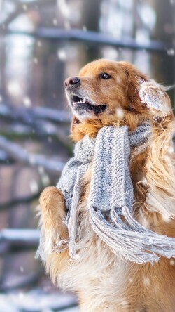 Cute Dog in Snow Winter 4K