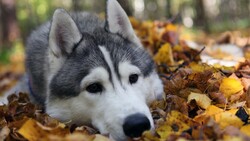 Cute Dog Lying on Leaves