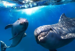 Cute Dolphin Ocean Animal Photo