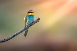 Cute European Bee Eater Bird