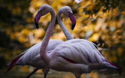 Cute Flamingo Couple Bird