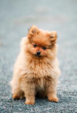 Cute French Puppy Looking Lovely