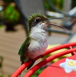 Cute Hummingbird Sitting Photo