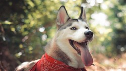 Cute Husky Dog HD Photo