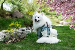 Cute Japanese Spitz Dog Photography