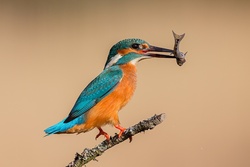 Cute Kingfisher Bird Pic