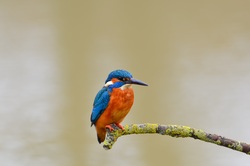 Cute Kingfisher Image