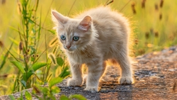Cute Kitten Cat Standing HD Wallpaper