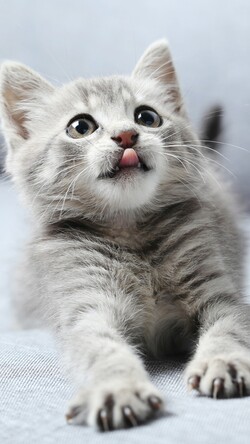 Cute Kitten Image