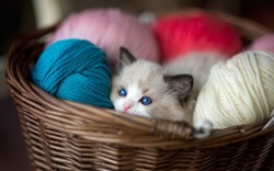 Cute Kitten in Basket