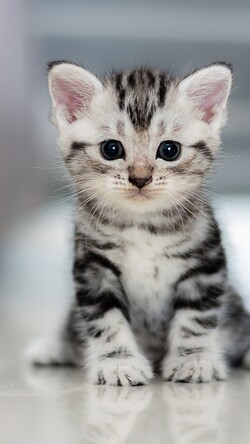 Cute Kitten Macro Image